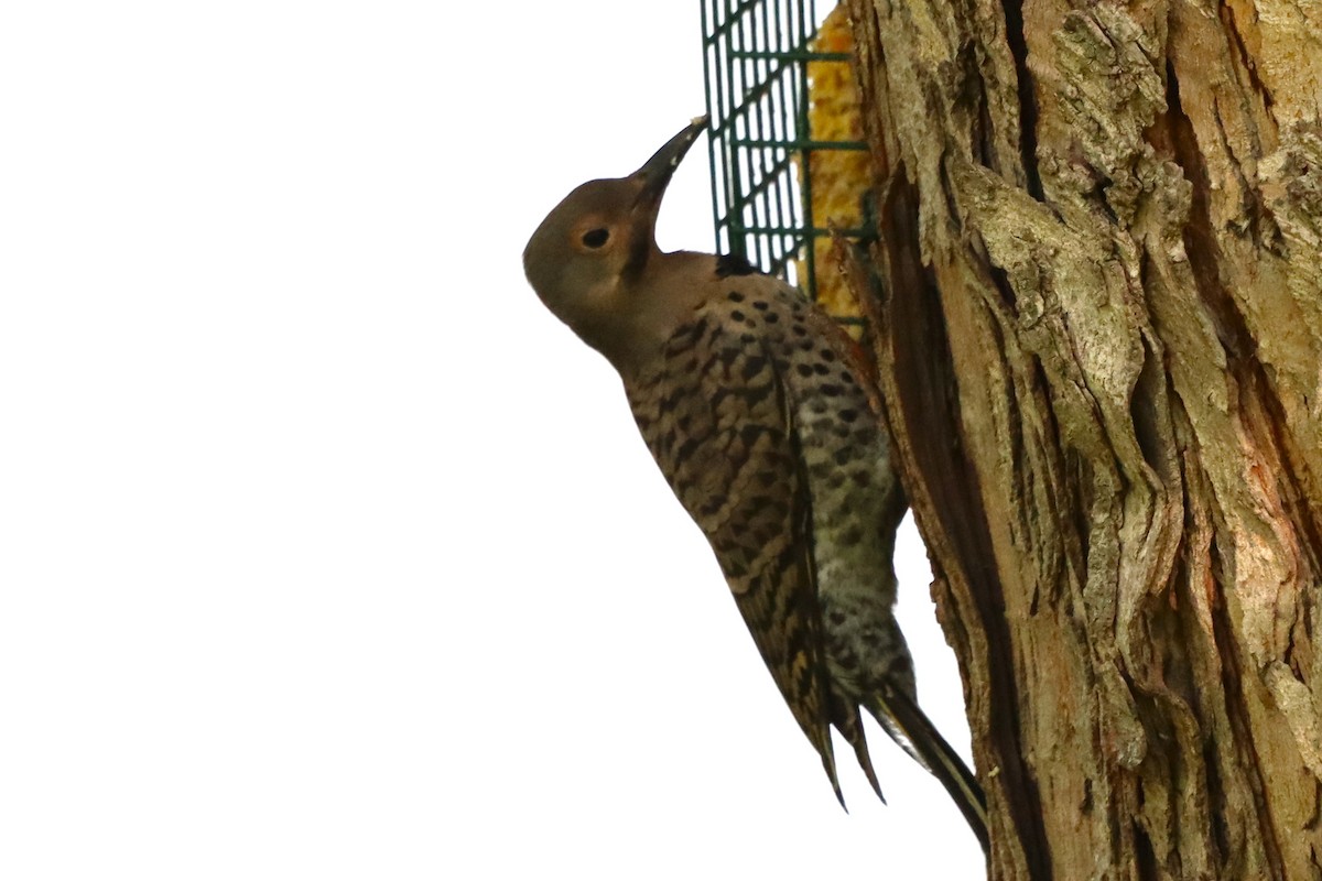 Northern Flicker - ML639023616