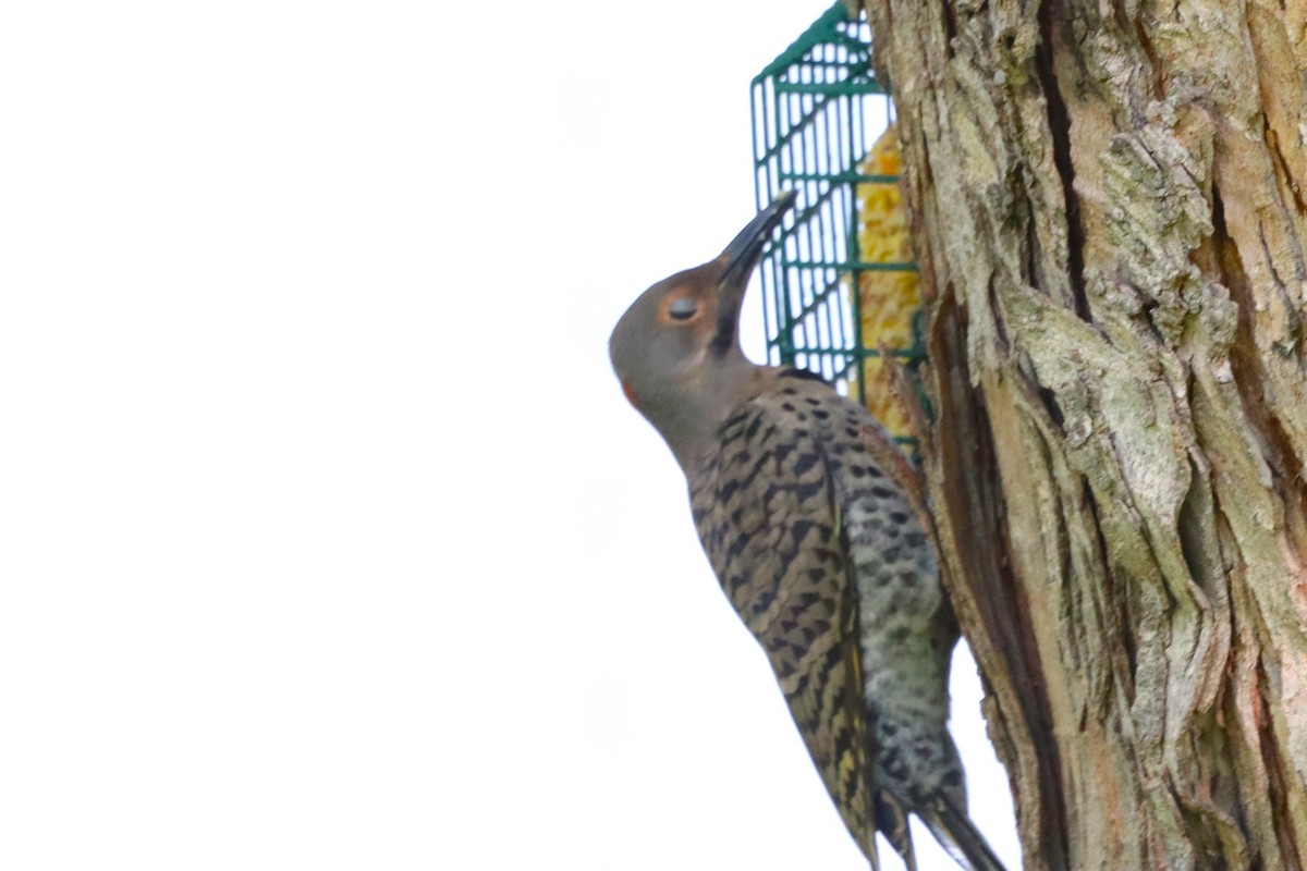 Northern Flicker - ML639023617