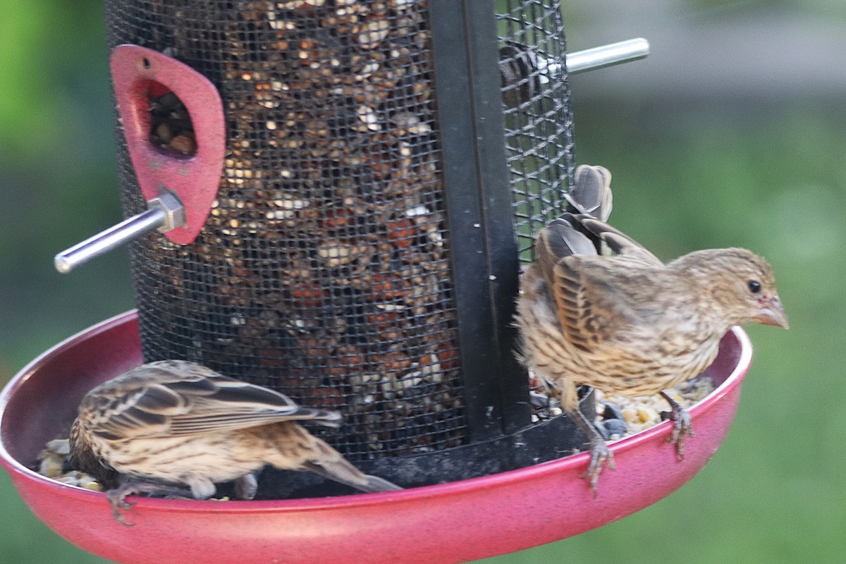 House Finch - ML639023636
