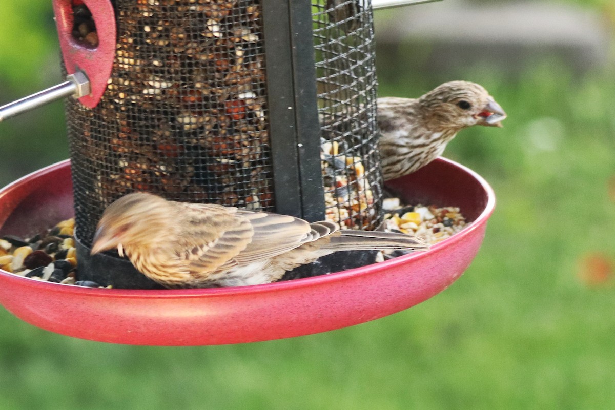 House Finch - ML639023641