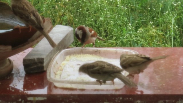 House Sparrow - ML639023653