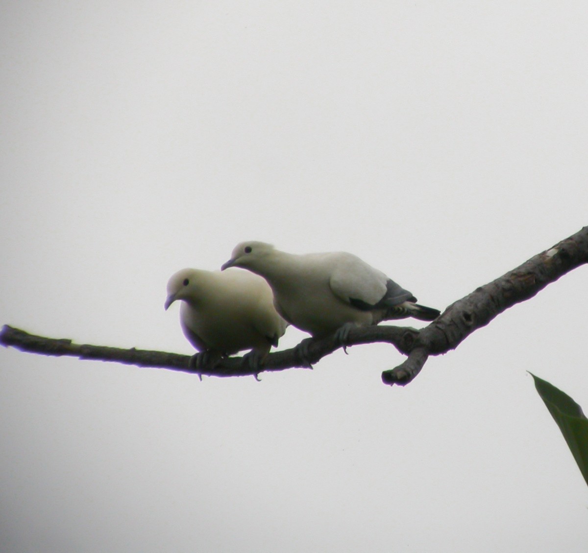 Torresian Imperial-Pigeon - ML639023655