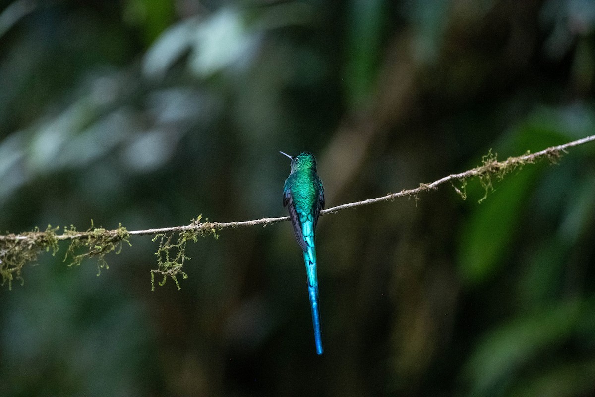 Long-tailed Sylph - ML639023670