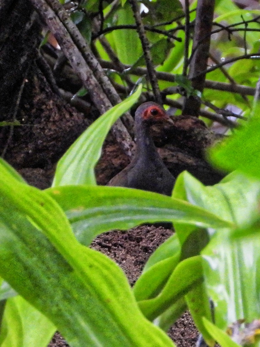 Philippine Megapode - ML639023681
