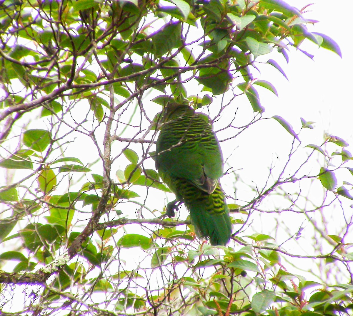 Brehm's Tiger-Parrot - ML639023692