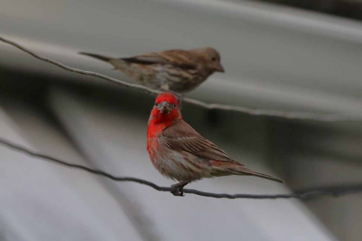 House Finch - ML639023695