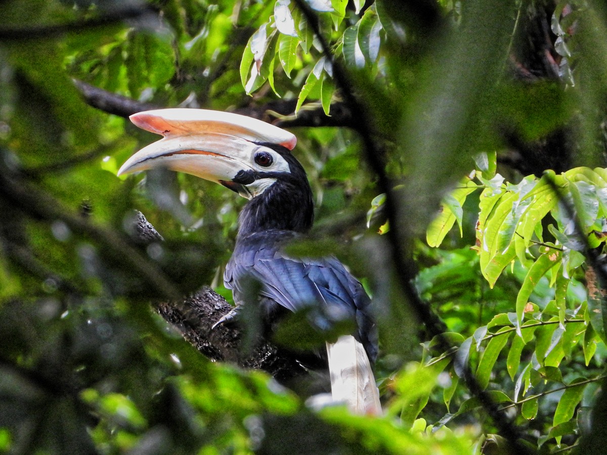 Palawan Hornbill - ML639023706