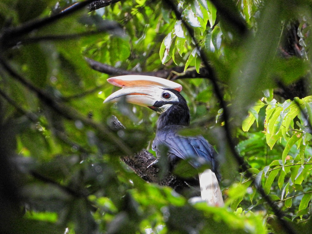 Palawan Hornbill - ML639023707