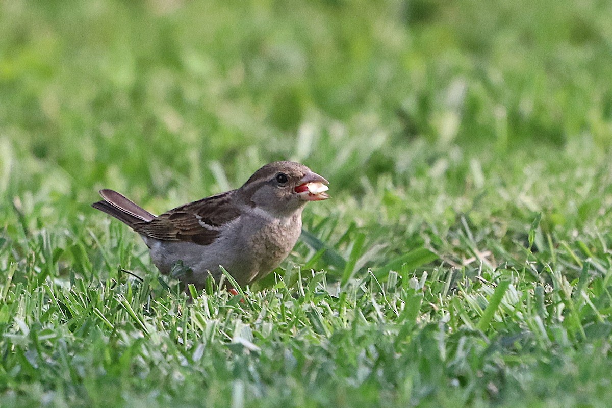 House Sparrow - ML639023708