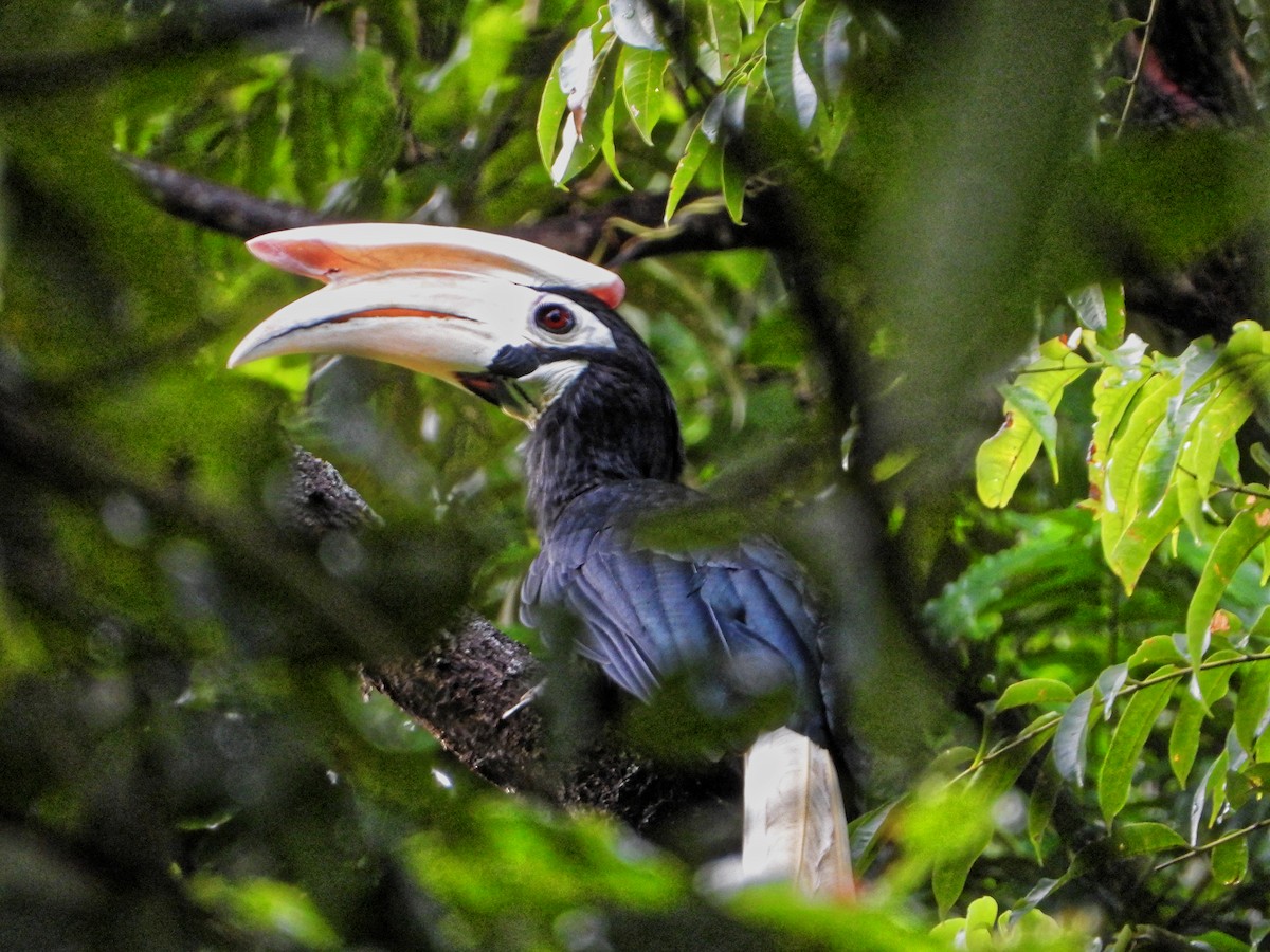 Palawan Hornbill - ML639023709
