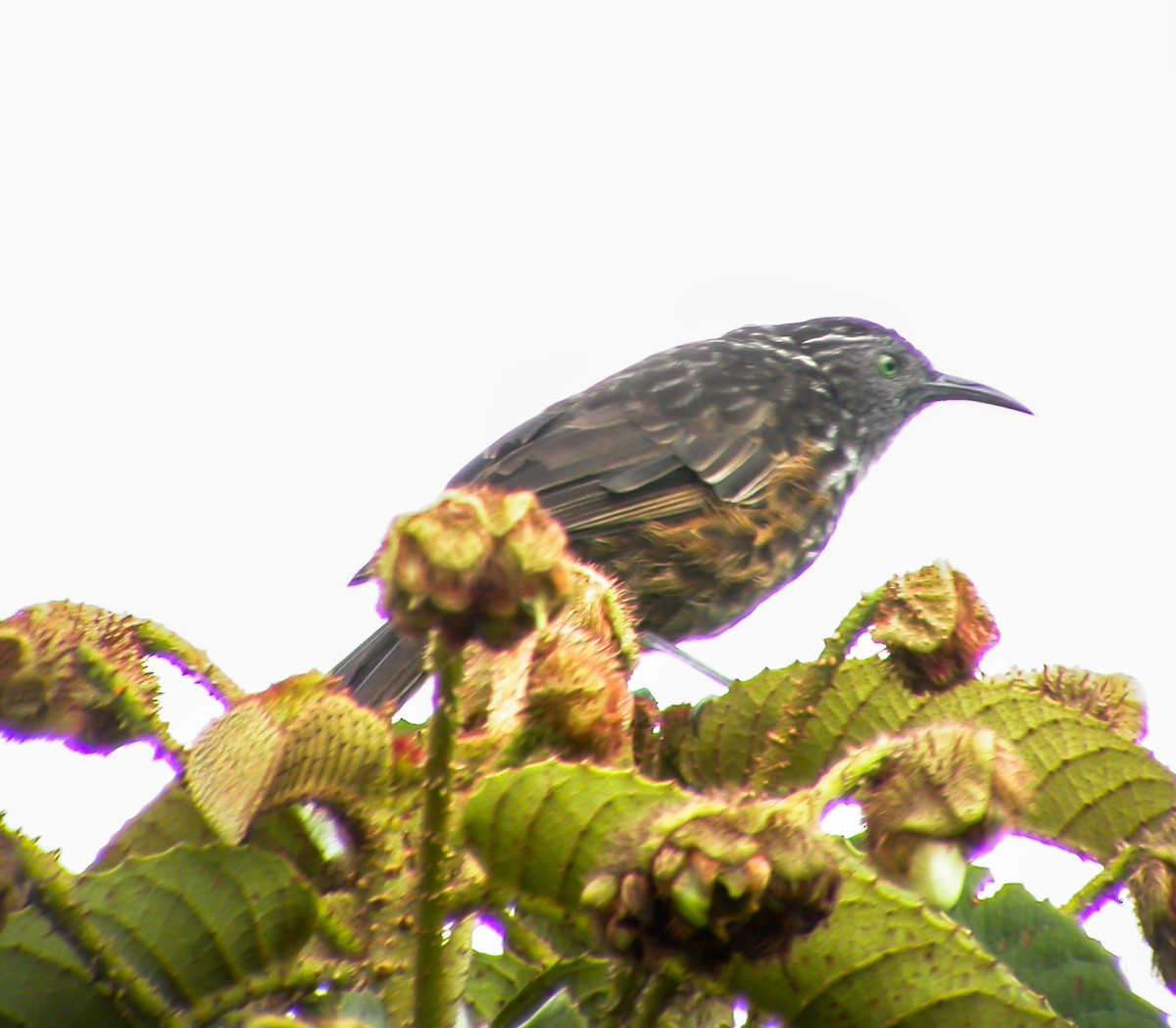 Gray-streaked Honeyeater - ML639023723