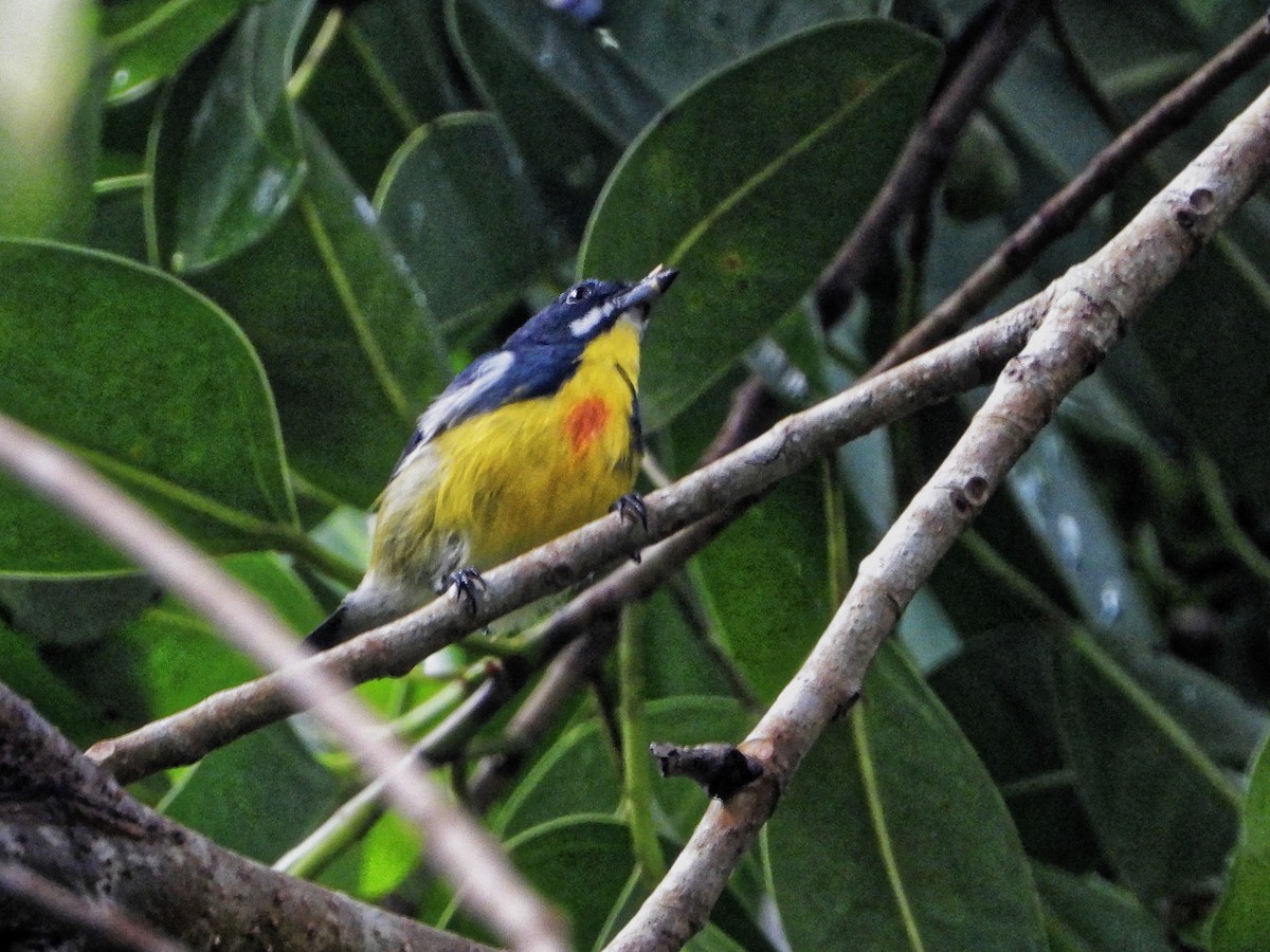 Palawan Flowerpecker - ML639023725