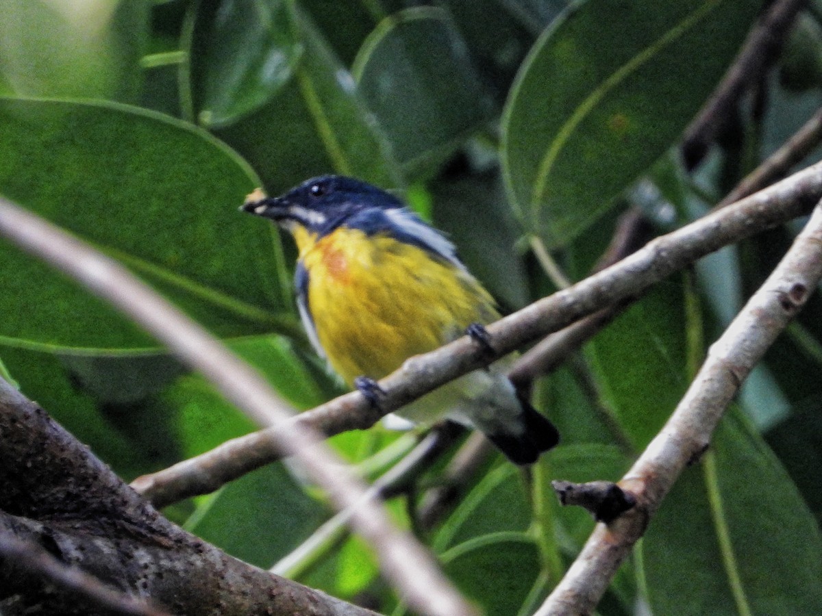 Palawan Flowerpecker - ML639023726