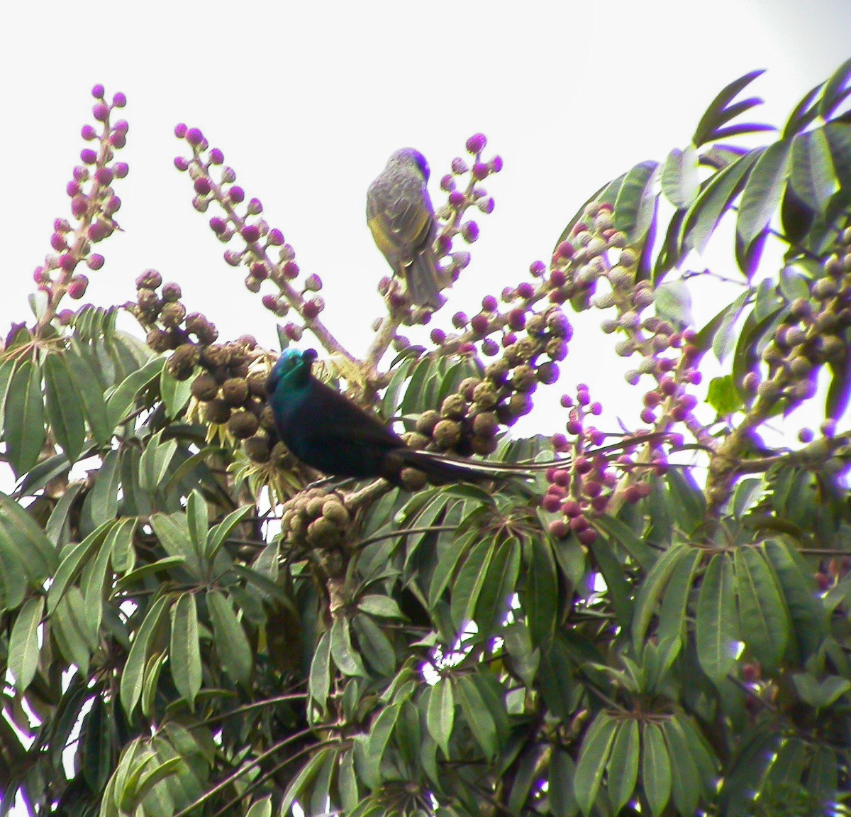 Ribbon-tailed Astrapia - ML639023730