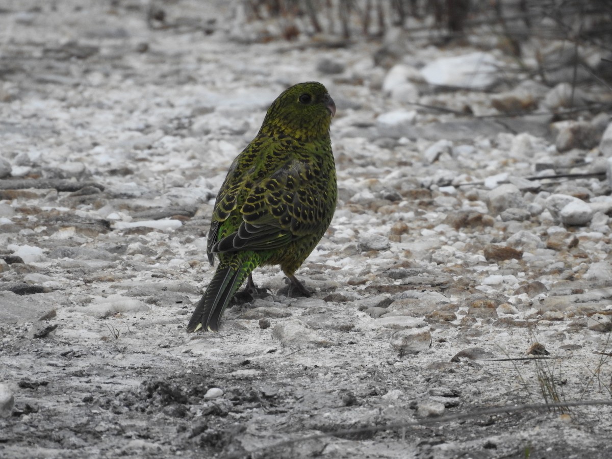 Ground Parrot - ML639023732