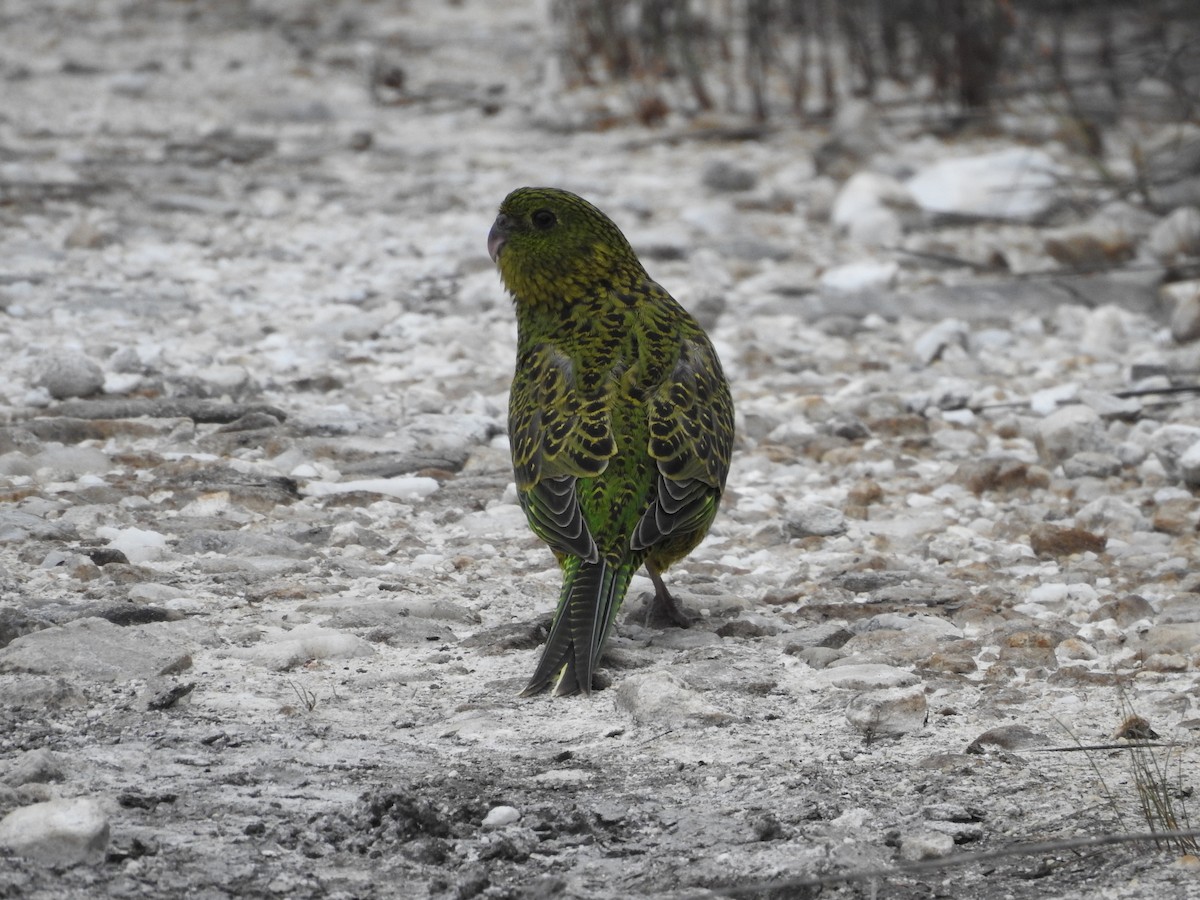Ground Parrot - ML639023733