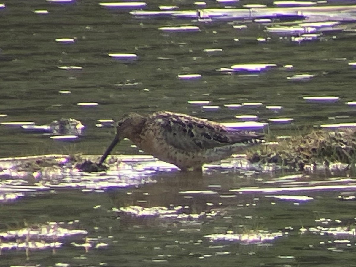 Short-billed Dowitcher - ML639023734