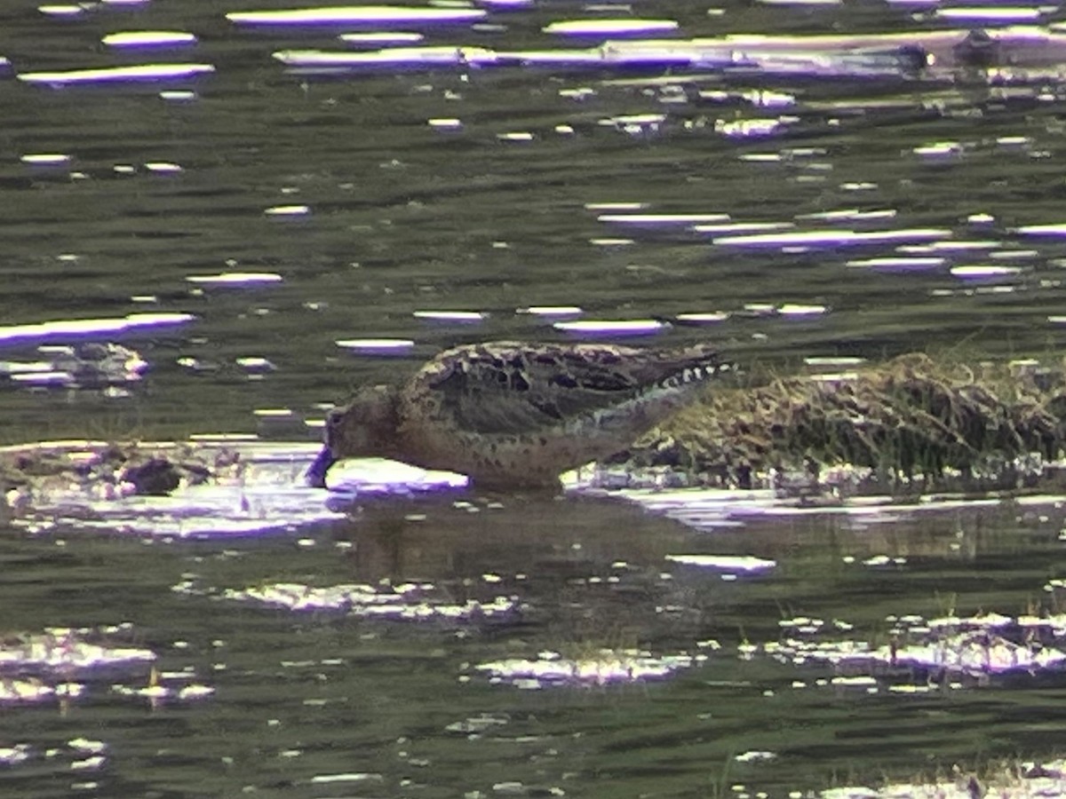 Short-billed Dowitcher - ML639023735