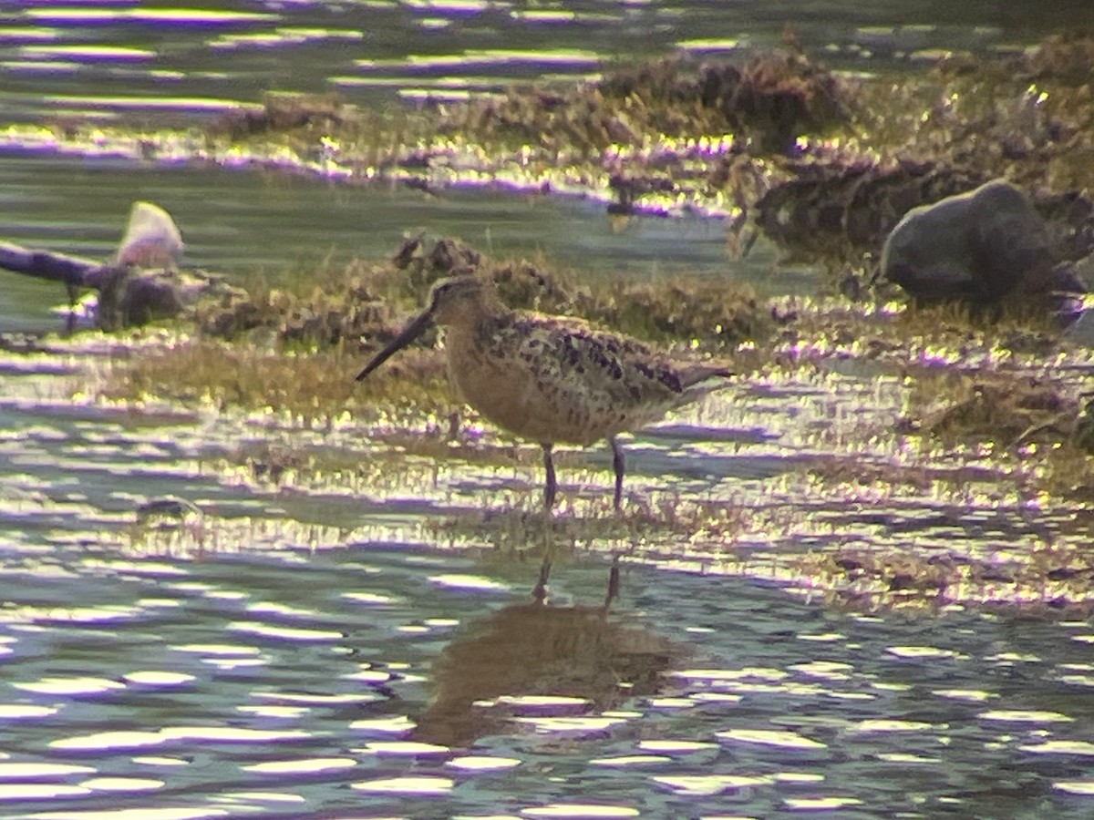 Short-billed Dowitcher - ML639023736