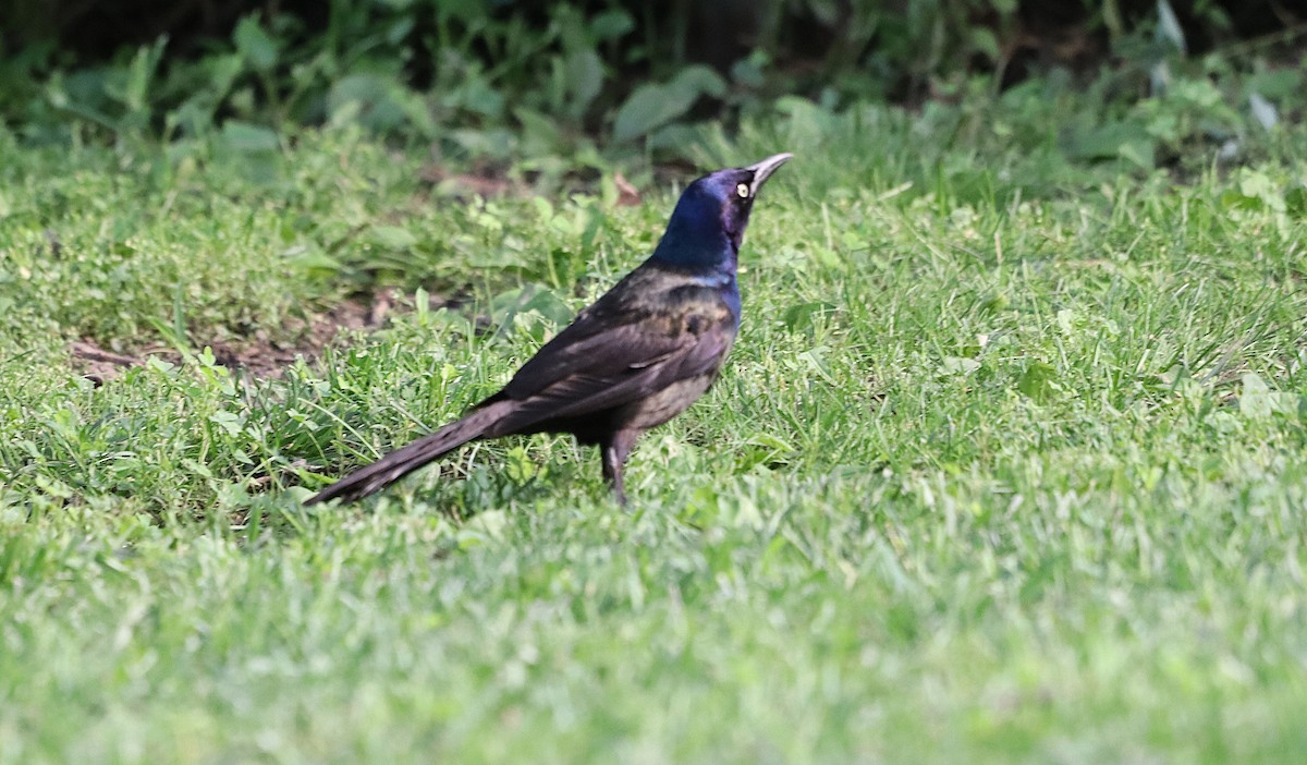 Common Grackle - ML639023753