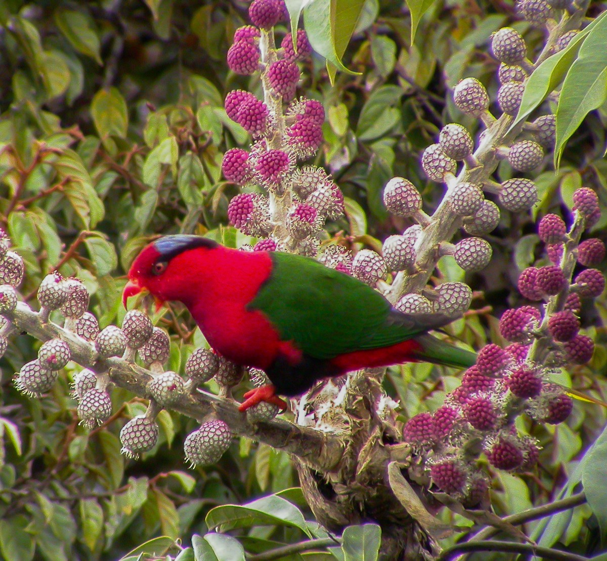 Stella's Lorikeet - ML639023756
