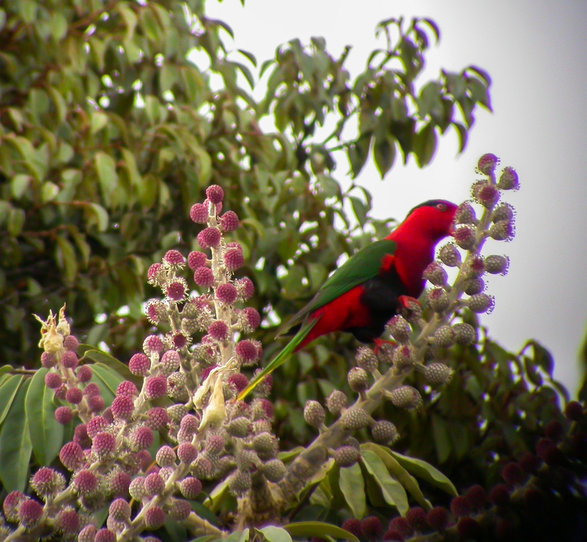 Stella's Lorikeet - ML639023761