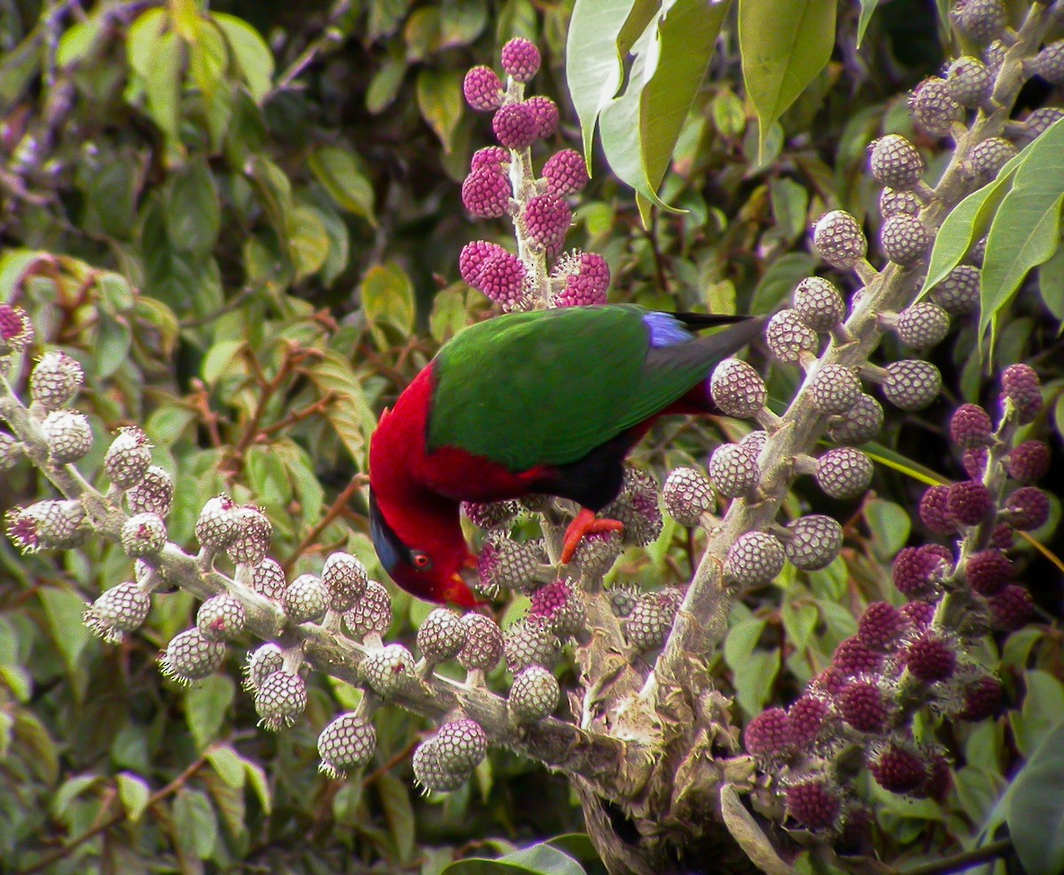 Stella's Lorikeet - ML639023763