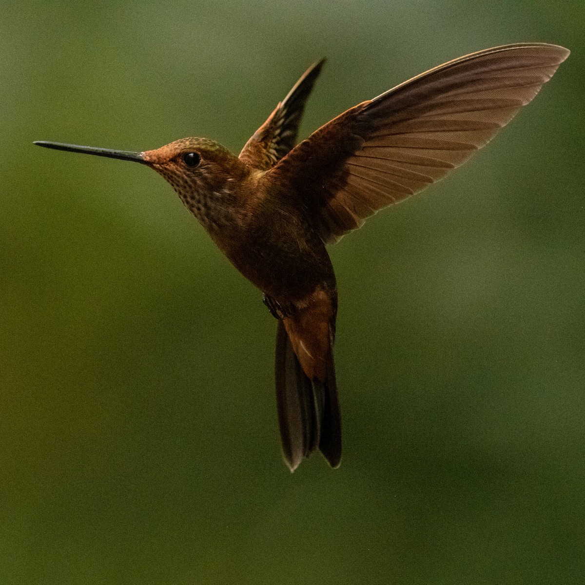 Bronzy Inca - ML639023783