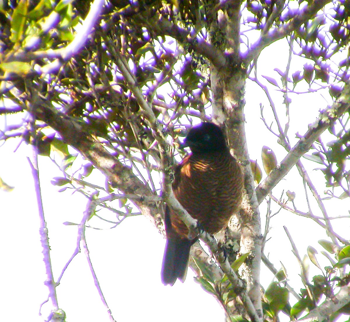 Lawes's Parotia - ML639023795