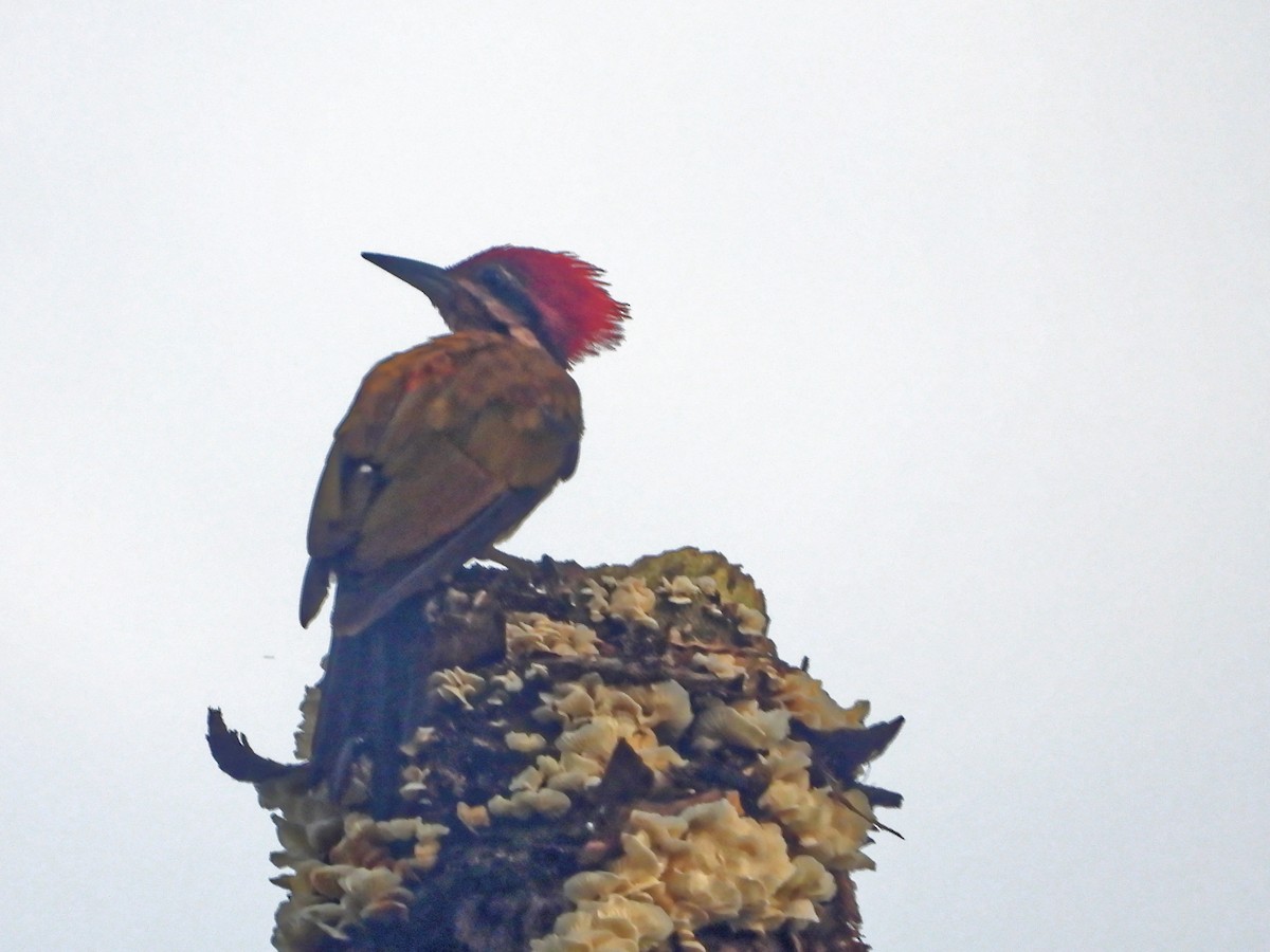 Spot-throated Flameback - ML639023813
