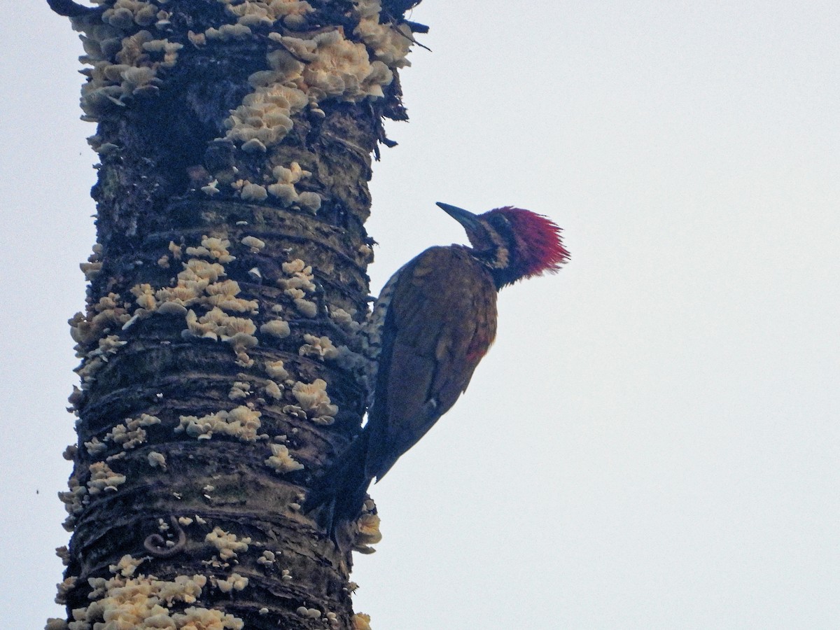 Spot-throated Flameback - ML639023814