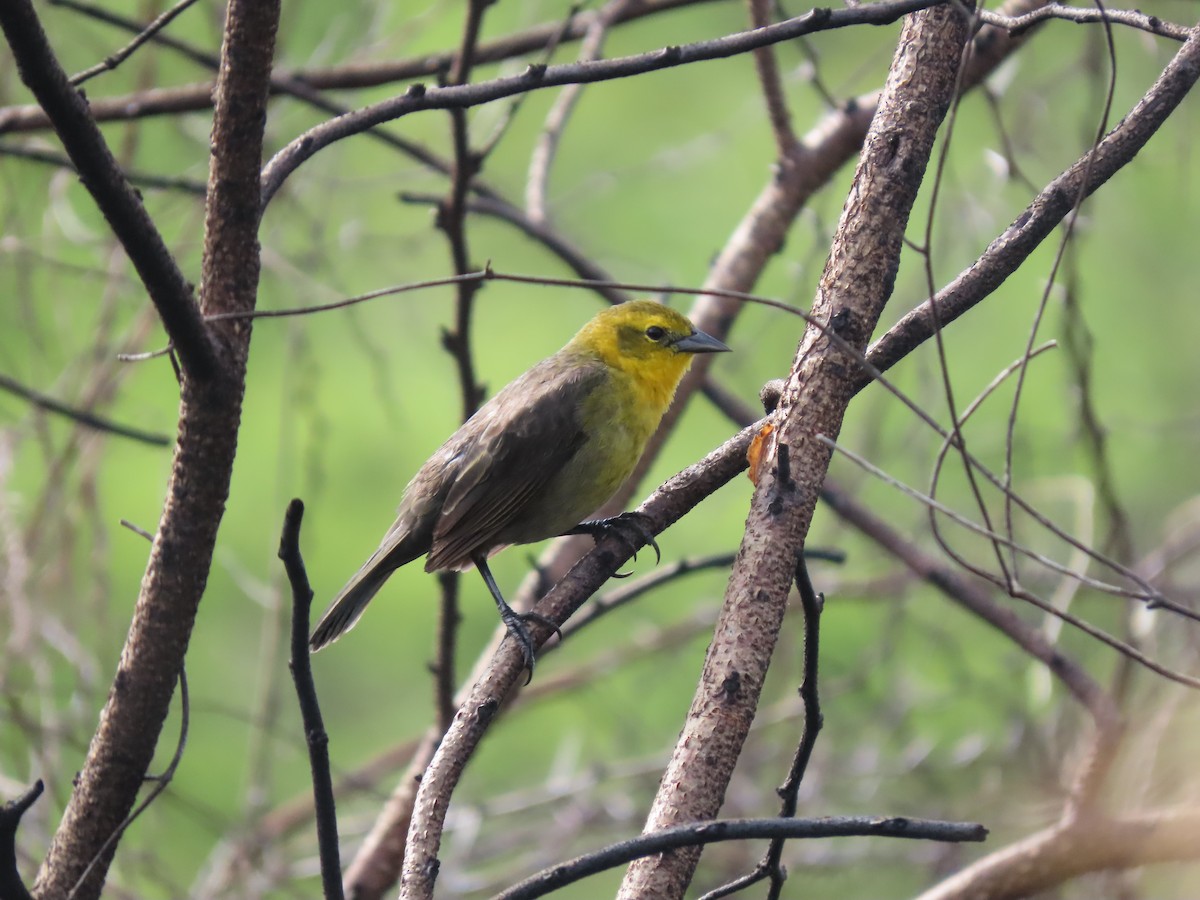 Yellow-hooded Blackbird - ML639023823