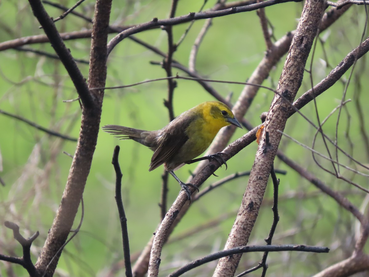 Yellow-hooded Blackbird - ML639023824
