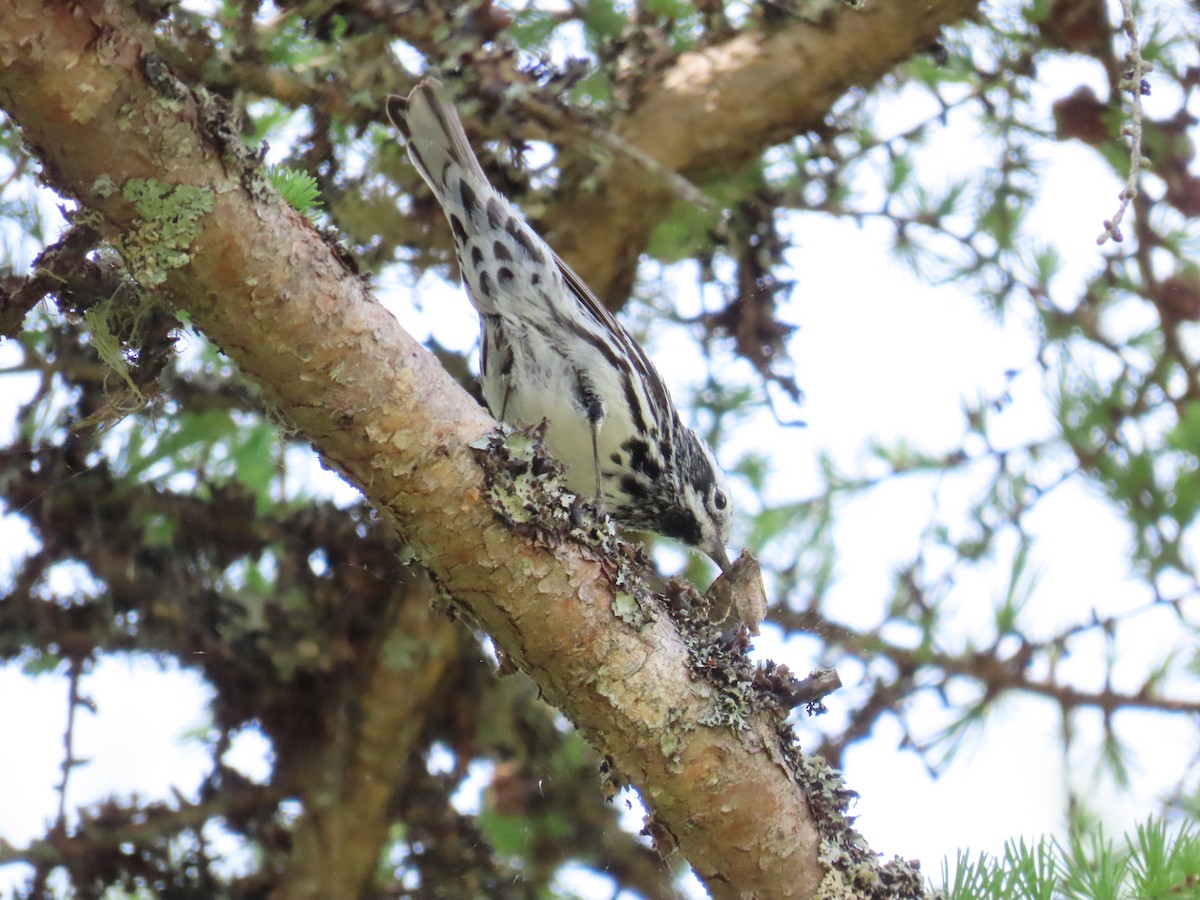 Black-and-white Warbler - ML639023827