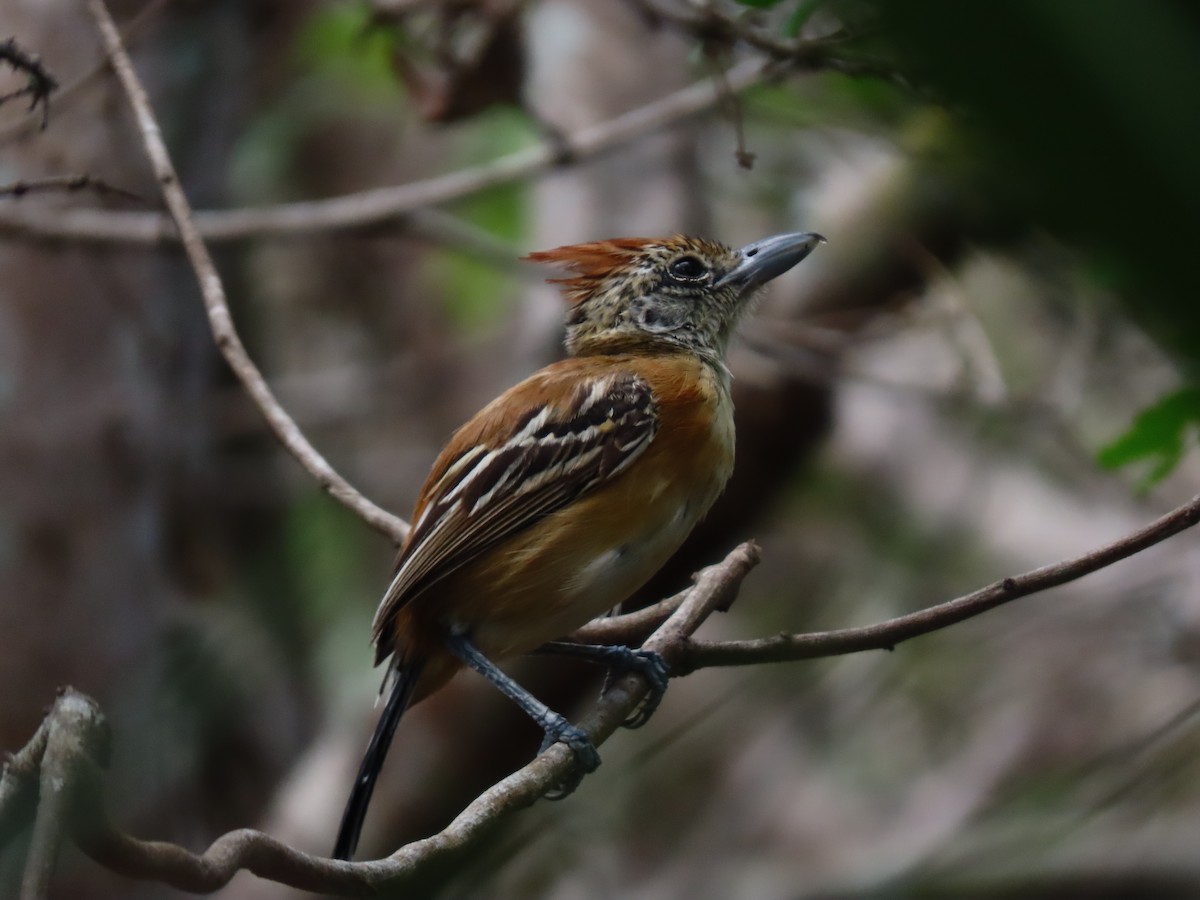 Black-crested Antshrike - ML639023830