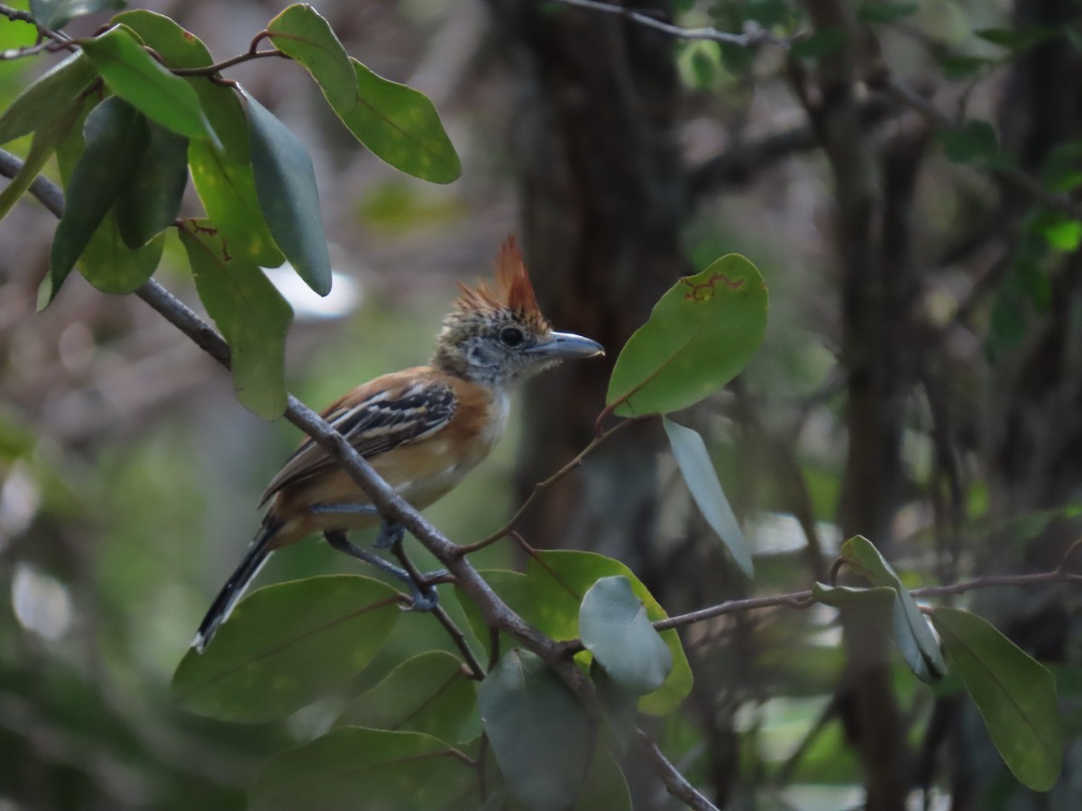 Black-crested Antshrike - ML639023831