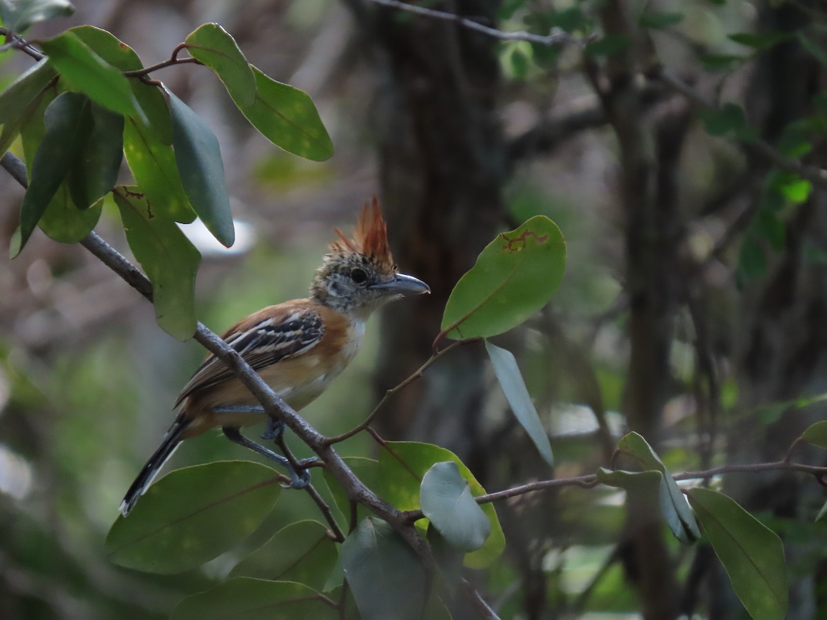 Black-crested Antshrike - ML639023832