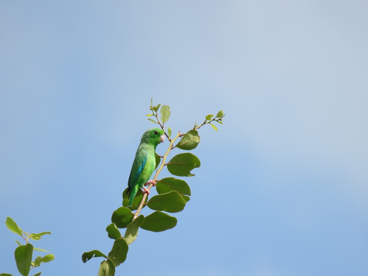 Green-rumped Parrotlet - ML639023840