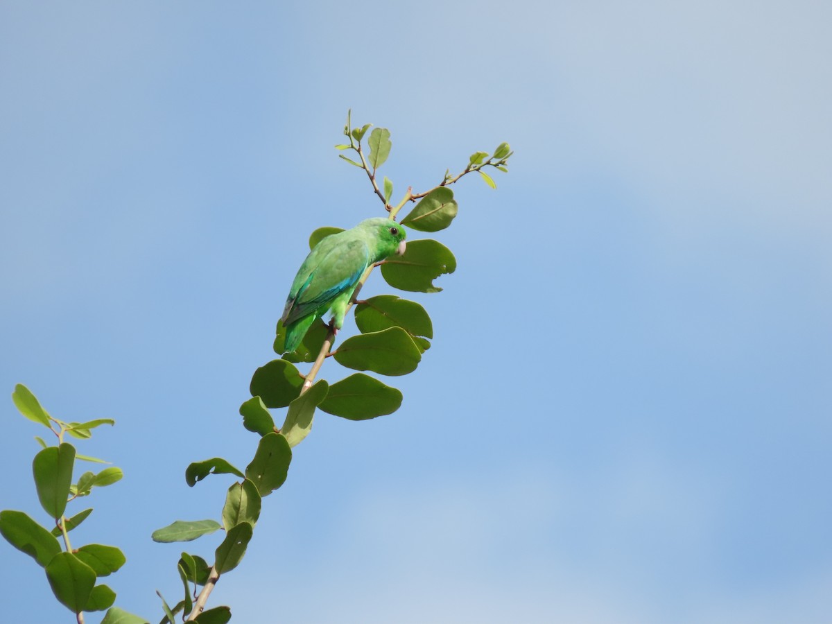 Green-rumped Parrotlet - ML639023841