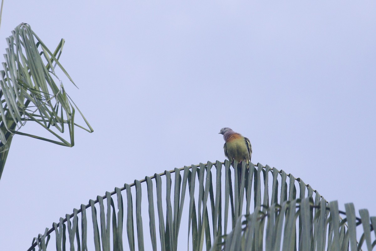 Pink-necked Green-Pigeon - ML639023846