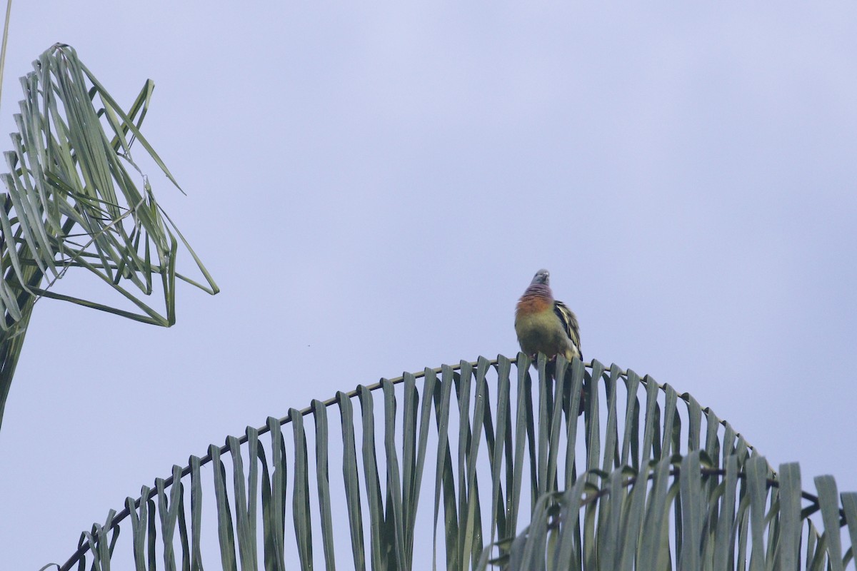 Pink-necked Green-Pigeon - ML639023847