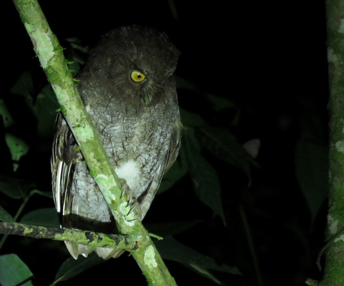 Foothill Screech-Owl (Foothill) - ML639023875