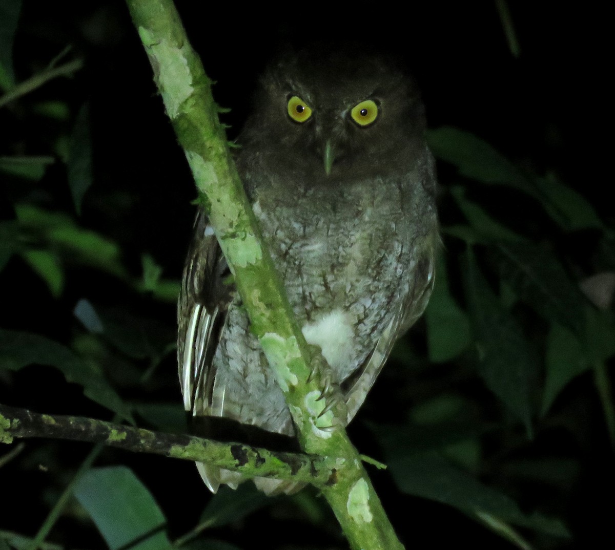 Foothill Screech-Owl (Foothill) - ML639023876