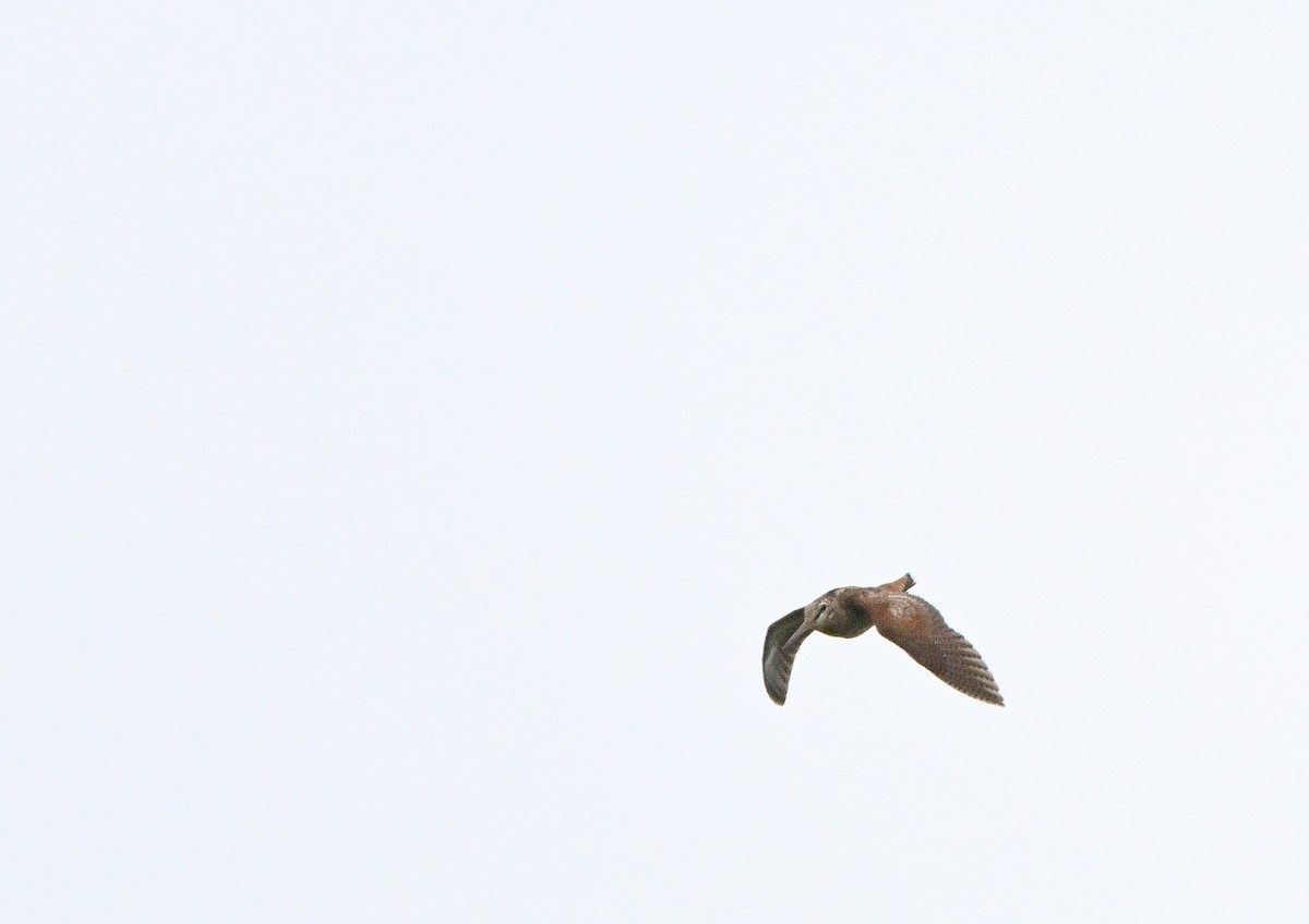 Eurasian Woodcock - ML639023884
