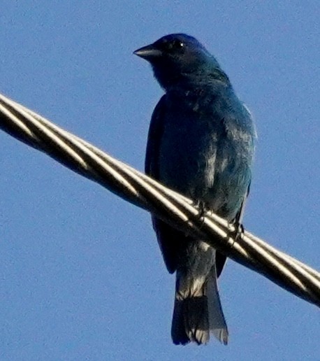 Passerin indigo - ML639023897