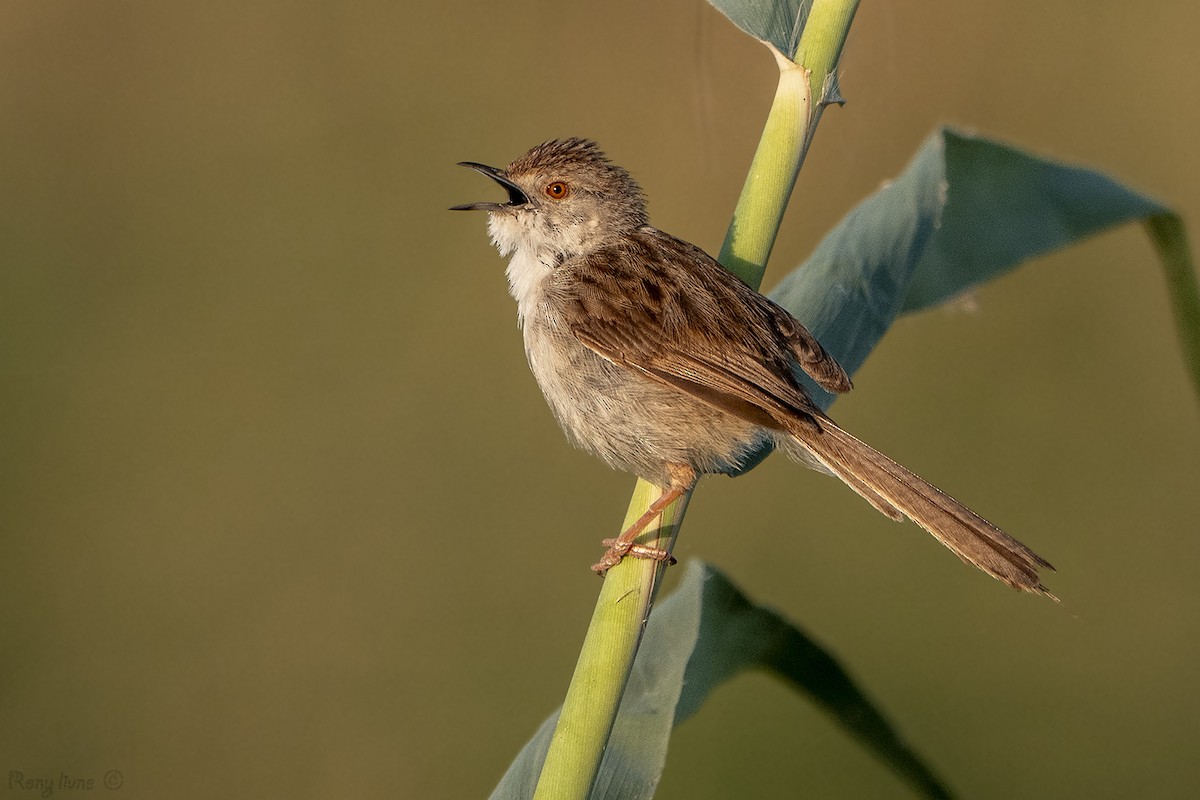 Prinia gracile - ML639023919