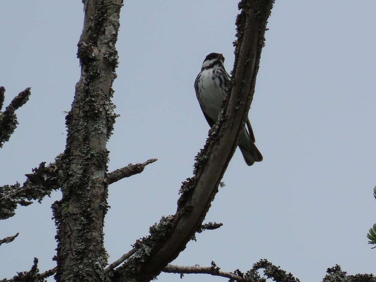 Paruline rayée - ML639023922