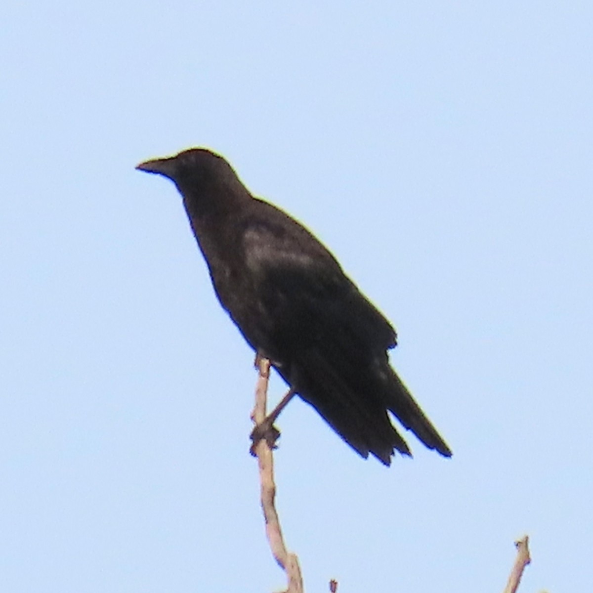 Amerikakrähe - ML639023960