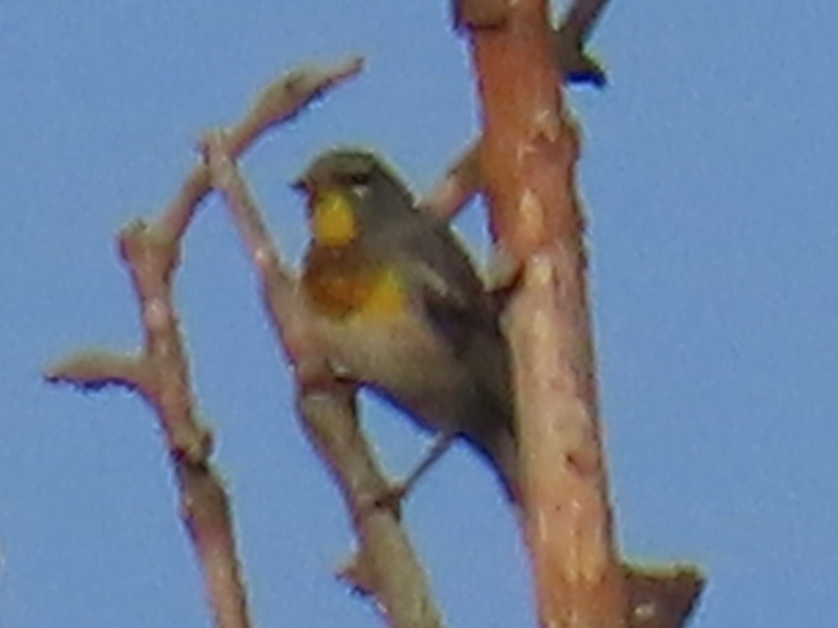 Meisenwaldsänger - ML639023978
