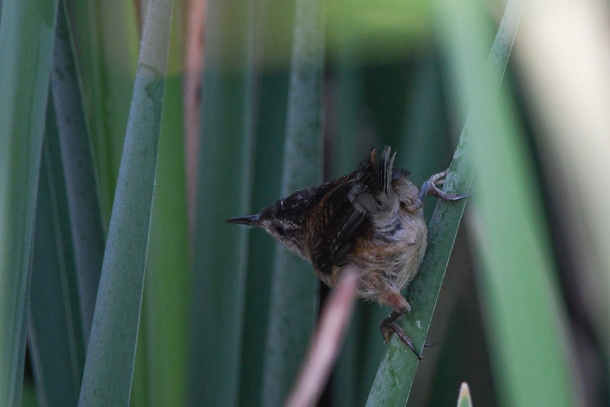 Marsh Wren - ML639023989